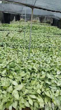 高度18厘米合果芋