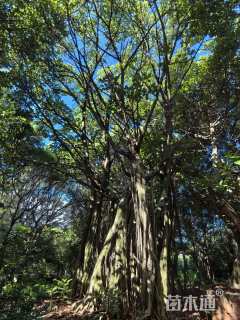 100公分高山榕