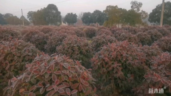 冠幅80厘米红叶石楠球