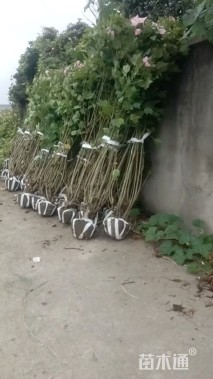 高度100厘米木芙蓉