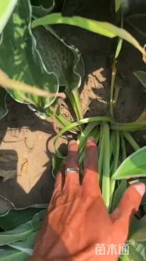 高度20厘米玉簪