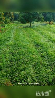 高度30厘米兰花三七草