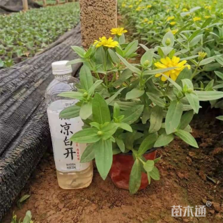 高度5厘米垂盆草