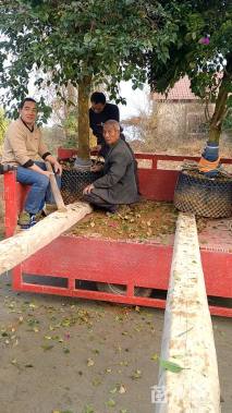 高度200厘米三角梅