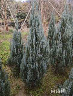 高度20厘米圆柏