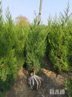 高度360厘米龙柏