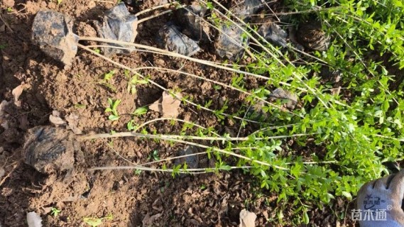 高度70厘米水蜡