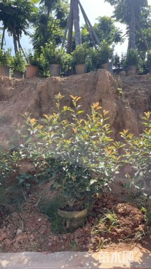 冠幅60厘米红叶石楠球