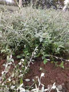 高度30厘米水果兰