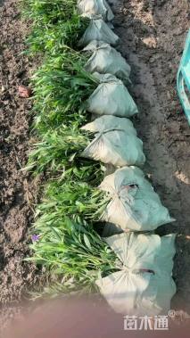 高度15厘米翠芦莉