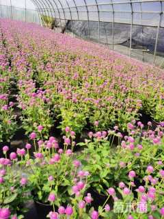 高度15厘米千日红