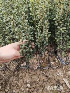 高度40厘米直立冬青