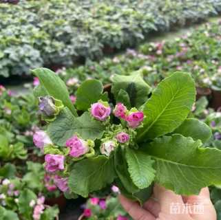 高度20厘米报春花