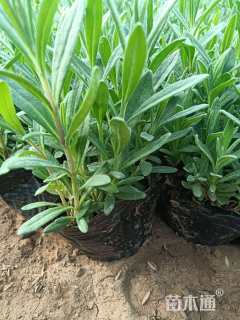 高度10厘米薰衣草