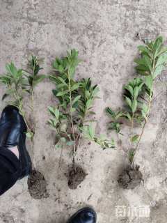 高度40厘米高山杜鹃