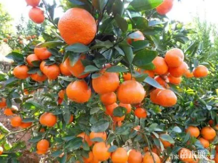 高度30厘米金秋砂糖桔