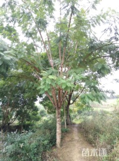 30公分蓝花楹