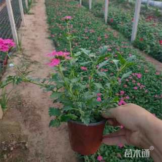 高度10厘米美女樱