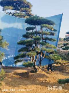 23公分造型油松