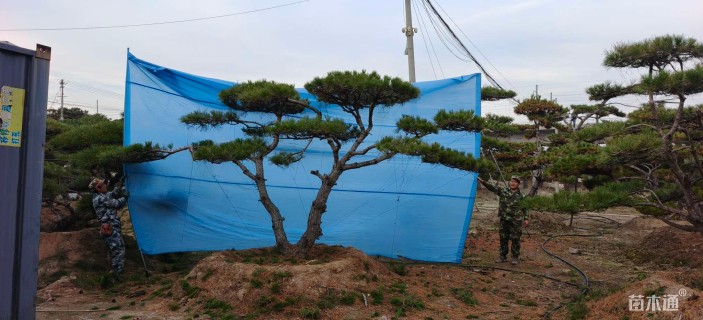 20公分造型油松