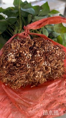 高度10厘米品种月季