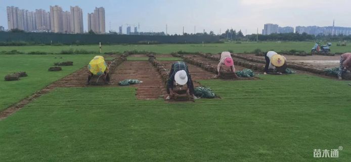 草卷状马尼拉草