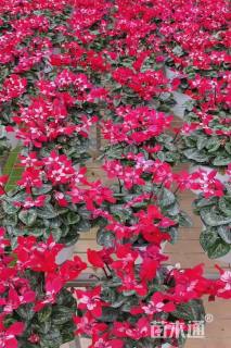 高度25厘米仙客来