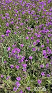 高度20厘米马鞭草