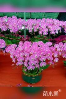 高度50厘米蝴蝶兰