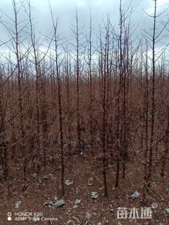 高度129厘米水杉小苗