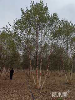 高度600厘米丛生白桦