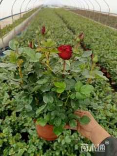 高度20厘米月季小苗