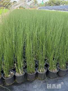 高度40厘米木贼