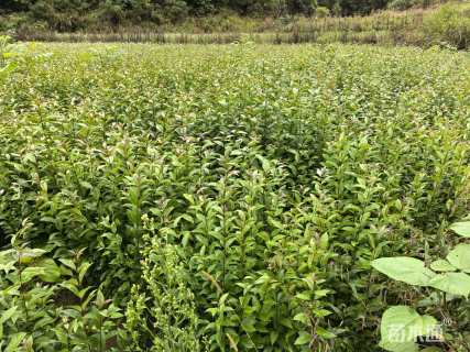 0.6公分大叶女贞