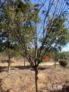 10公分日本晚樱