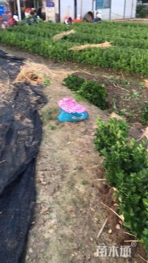 高度40厘米北海道黄杨小苗