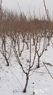 高度1500厘米李子树