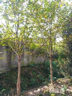 10公分高杆紫薇