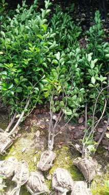 高度80厘米大叶黄杨