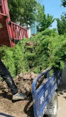 高度1200厘米侧柏