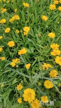 高度20厘米大花金鸡菊