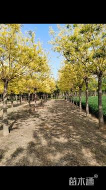 12公分矮接金枝槐