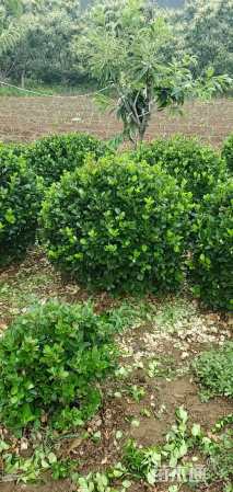 冠幅80厘米卫矛球