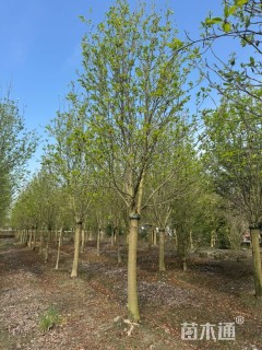 15公分红花玉兰