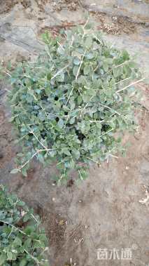 高度30厘米水果兰球