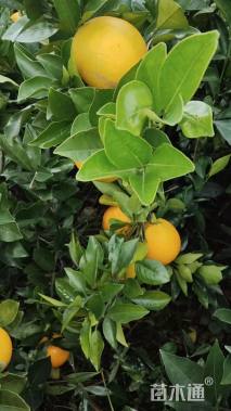 高度50厘米纽荷尔脐橙