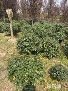 冠幅80厘米无刺枸骨球