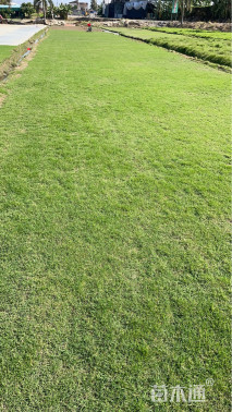 草卷状夏威夷草