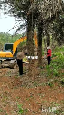 裸干高500厘米银海枣