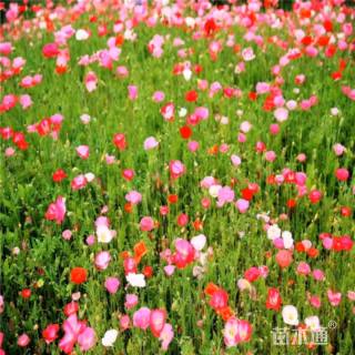 高度10厘米水生虞美人